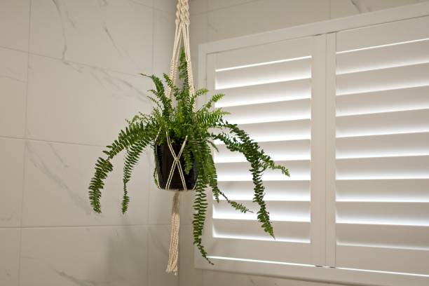 Plantation Shutters
